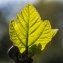  Denis Nespoulous - Ficus carica L. [1753]