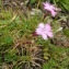  Alain Bigou - Dianthus hyssopifolius subsp. gallicus (Pers.) Laínz & Muñoz Garm. [1987]