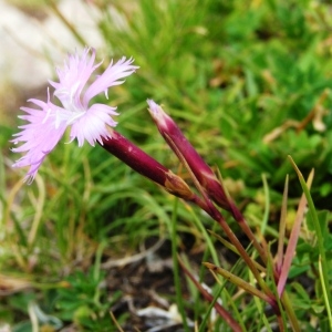 Dianthus monspessulanus subsp. correvonii Sennen (Oeillet de France)