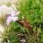  Alain Bigou - Dianthus hyssopifolius subsp. gallicus (Pers.) Laínz & Muñoz Garm. [1987]