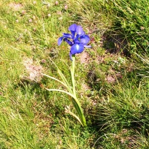 Photographie n°116505 du taxon Iris latifolia (Mill.) Voss