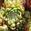  Alain Bigou - Sempervivum arachnoideum L. [1753]