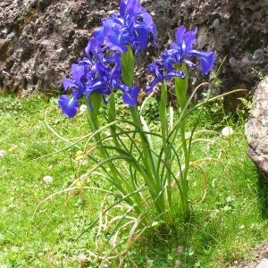 Photographie n°116521 du taxon Iris latifolia (Mill.) Voss [1895]