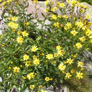 Photographie n°116528 du taxon Senecio pyrenaicus L. [1758]