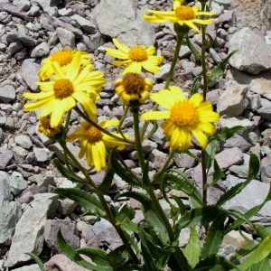 Photographie n°116531 du taxon Senecio pyrenaicus L. [1758]