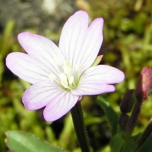 Epilobium roseum Kit. ex Hausskn. (Épilobe à feuilles d'alsine)