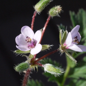 Photographie n°116538 du taxon Erodium moschatum (L.) L'Hér. [1789]