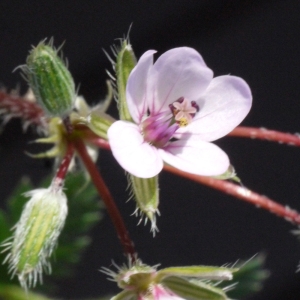 Photographie n°116540 du taxon Erodium moschatum (L.) L'Hér. [1789]