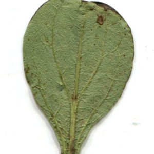  - Globularia bisnagarica L. [1753]