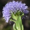  Liliane Roubaudi - Globularia bisnagarica L. [1753]