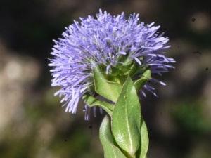 Liliane Roubaudi, le 13 avril 2013 (Trans-en-Provence)