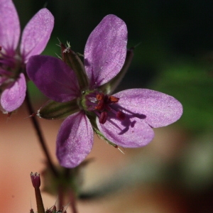 Photographie n°116593 du taxon Erodium cicutarium (L.) L'Hér. [1789]