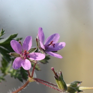 Photographie n°116599 du taxon Erodium cicutarium (L.) L'Hér. [1789]