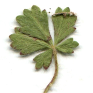 Photographie n°116639 du taxon Potentilla neumanniana Rchb. [1832]