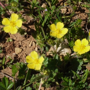 Photographie n°116640 du taxon Potentilla neumanniana Rchb. [1832]