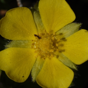 Photographie n°116643 du taxon Potentilla neumanniana Rchb. [1832]