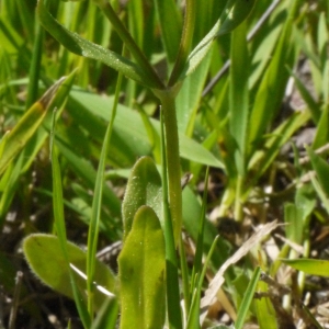 Photographie n°116650 du taxon Valerianella eriocarpa Desv. [1809]