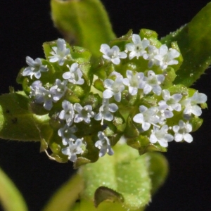 Valerianella eriocarpa Desv. (Doucette à fruits velus)