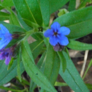 Photographie n°116661 du taxon Buglossoides purpurocaerulea (L.) I.M.Johnst. [1954]