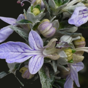 Photographie n°116685 du taxon Teucrium fruticans L. [1753]