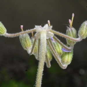 Erodium glutinosum Dulac (Bec-de-grue à feuilles de mauve)