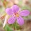  Genevieve Botti - Geranium purpureum Vill. [1786]