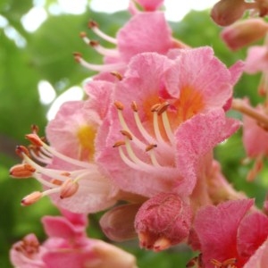 Aesculus carnea Hayne (Marronnier à fleurs roses)