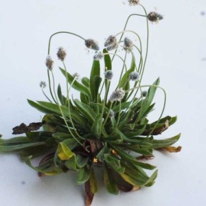 Photographie n°116766 du taxon Plantago lagopus L. [1753]