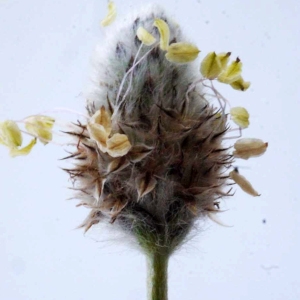 Photographie n°116767 du taxon Plantago lagopus L. [1753]