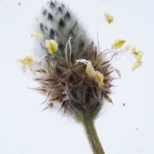 Photographie n°116768 du taxon Plantago lagopus L. [1753]