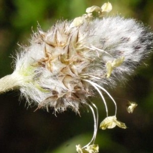 Photographie n°116771 du taxon Plantago lagopus L. [1753]