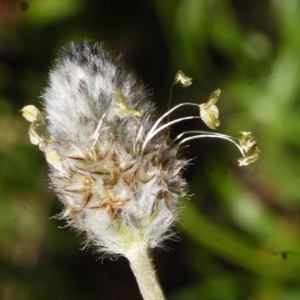 Photographie n°116772 du taxon Plantago lagopus L. [1753]