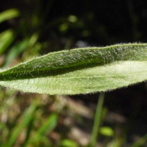 Photographie n°116773 du taxon Plantago lagopus L. [1753]