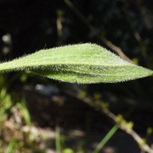 Photographie n°116774 du taxon Plantago lagopus L. [1753]