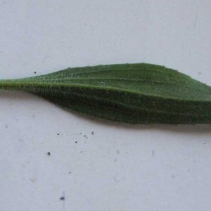 Photographie n°116775 du taxon Plantago lagopus L. [1753]