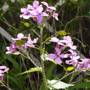 Photographie n°116780 du taxon Lunaria annua L. [1753]