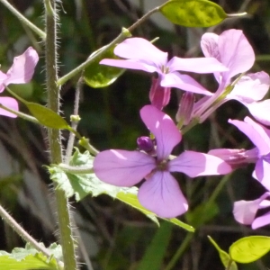 Photographie n°116781 du taxon Lunaria annua L. [1753]