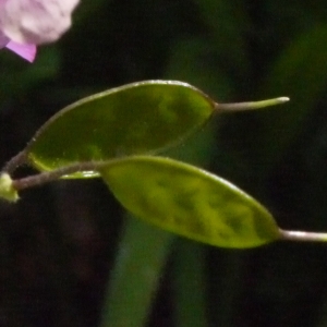 Photographie n°116783 du taxon Lunaria annua L. [1753]