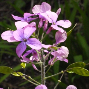 Lunaria biennis var. albiflora DC. (Lunaire annuelle)