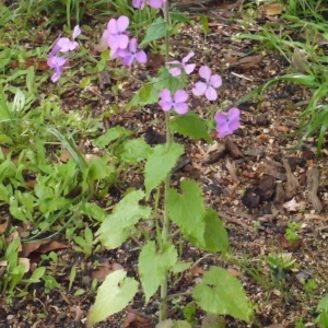 Photographie n°116788 du taxon Lunaria annua L. [1753]