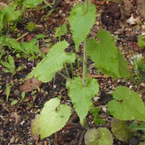 Photographie n°116789 du taxon Lunaria annua L. [1753]