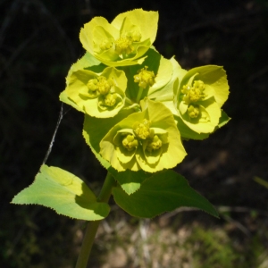 Photographie n°116793 du taxon Euphorbia serrata L. [1753]