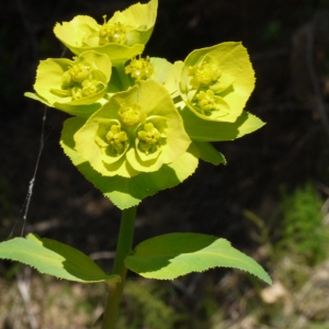 Photographie n°116794 du taxon Euphorbia serrata L. [1753]