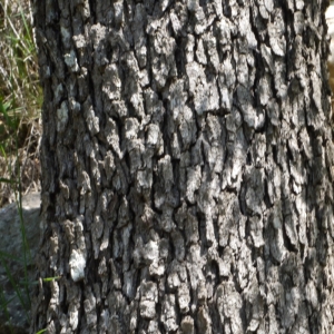 Crataegus azarolus L. var. azarolus