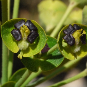 Photographie n°116806 du taxon Euphorbia characias L. [1753]