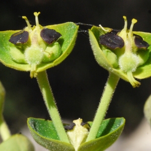 Photographie n°116807 du taxon Euphorbia characias L. [1753]