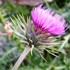 Photographie n°116824 du taxon Carduus defloratus subsp. carlinifolius (Lam.) Ces. [1844]