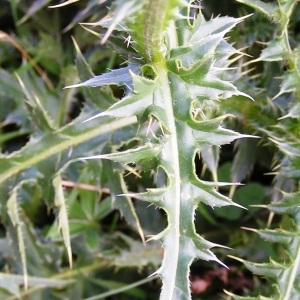 Photographie n°116825 du taxon Carduus defloratus subsp. carlinifolius (Lam.) Ces. [1844]