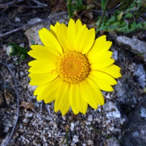 Chrysanthemum segetum L. (Chrysanthème des blés)