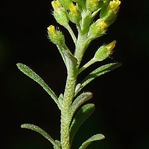 Photographie n°116854 du taxon Alyssum alyssoides (L.) L. [1759]